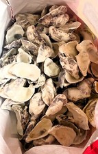 100 purple oyster for sale  ENNISKILLEN