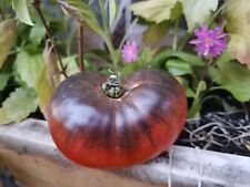 Graines tomate lucid d'occasion  Châteauroux