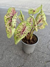 Caladium miss muffet gebraucht kaufen  Halle