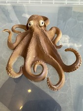 Giant octopus squid for sale Giant octopus squid for sale  HOUNSLOW