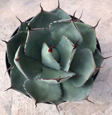 Agave parryi truncata for sale  San Marcos