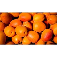 Dwarf goldcot apricot for sale  Miami