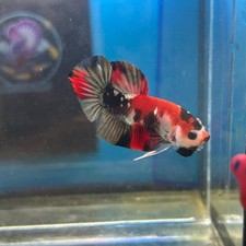 Red koi copper for sale  Huntington Beach