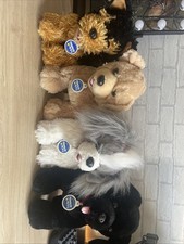 teddy bear dog for sale  BURY
