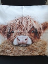 Amazing highland cow for sale  EXETER