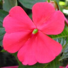 Extremely rare impatiens for sale  San Francisco