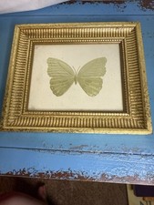 Gold foil. butterfly for sale  Grand Prairie