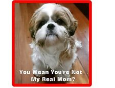 Sad dog shih d'occasion  Expédié en Belgium