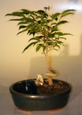 Ficus bonsai tree for sale  Patchogue