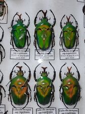 N.6 eudicella maschi usato  Trento