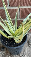 Tree aloe hercules for sale  San Marcos