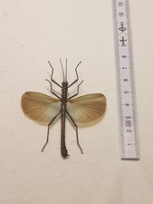 Rthomeia superba gebraucht kaufen  Halle