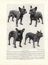 1930s vintage french for sale  Harborton