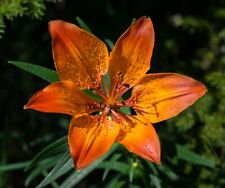 Fire lily seeds for sale  Gate City