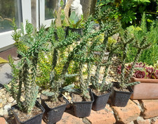 Cylindropuntia imbricata fh520 gebraucht kaufen  Mönchengladbach