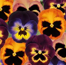Pansy mini plug for sale  LONDON
