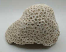 Real reef honeycomb for sale  Warrensburg