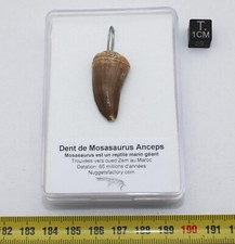 Collier pendentif dent d'occasion  France