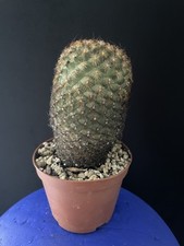Cactus mammillaria flavicentra d'occasion  Aire-sur-l'Adour