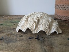 Large natural seashell for sale  NUNEATON