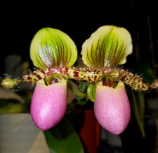 Rare paphiopedilum chamberlain for sale  LONDON