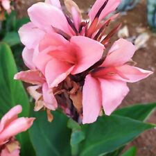 6canna indica foglie usato  Manduria