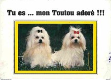 Animaux chiens bichon d'occasion  Fruges
