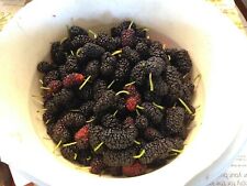 Black mulberry tree for sale  Lyndhurst