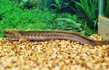 freshwater fish for sale freshwater fish for sale Miami
