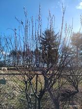 White pussy willow for sale  Irwin