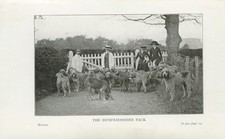 Otterhound dumfriesshire pack for sale Otterhound dumfriesshire pack for sale  COLEFORD