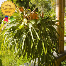 Staghorn fern plant for sale  Naples