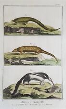 Fourmilier pangolin fatagino d'occasion  Expédié en France