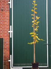Linde sommerlinde tilia gebraucht kaufen  Basedow, Güizow, Lütau