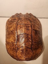 real tortoise for sale real tortoise for sale Carmen