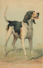 cani gatti usato  Bologna