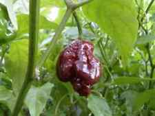 Seeds trinidad scorpion for sale  Shipping to Ireland