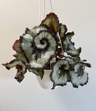 Begonia escargot rare for sale  Middletown
