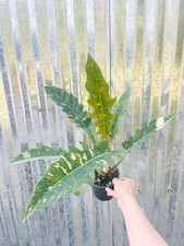 Philodendron ring fire for sale  Homestead