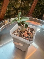 Pachypodium bispinosum kleine gebraucht kaufen  Hannover