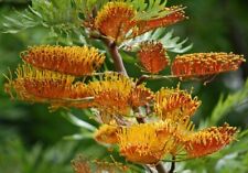 Quercia argento australiana usato  Spedire a Italy