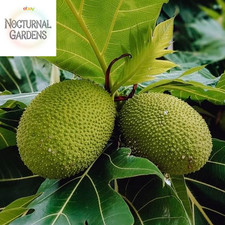 Breadfruit tree live for sale  Denver