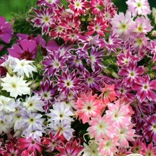 Flammenblume phlox stern gebraucht kaufen  Aulendorf