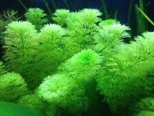 Limnophila sessiliflora steli usato  Torino