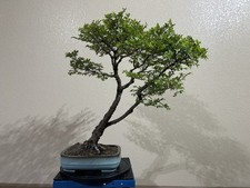 Chinese elm bonsai for sale  Aurora