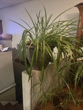 Spider plant beautiful for sale  Indianapolis