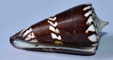 Shells conus generalis d'occasion  Expédié en Belgium