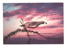 Vintage gambel quail for sale  Farmington
