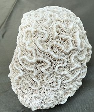 Natural brain coral for sale Natural brain coral for sale  West Richland