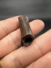 Timurlengia euotica bone d'occasion  France